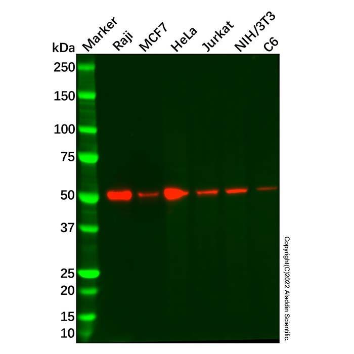 Recombinant BAF57/SMARCE1 Antibody -    by Aladdin Scientific