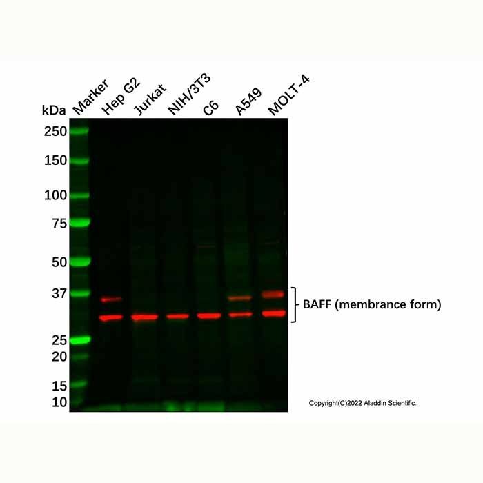 BAFF Antibody -    by Aladdin Scientific