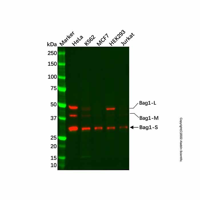 Recombinant Bag1 Antibody -    by Aladdin Scientific