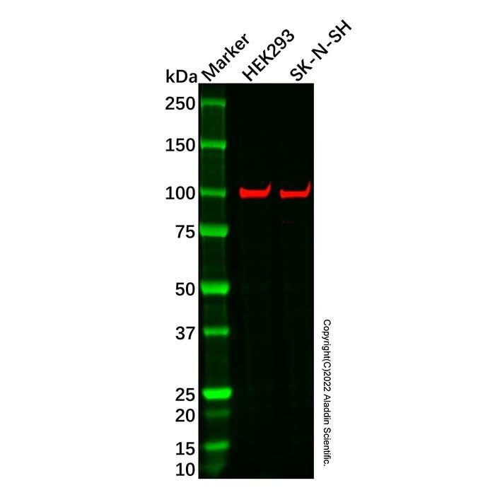 BAIAP3 Antibody -    by Aladdin Scientific
