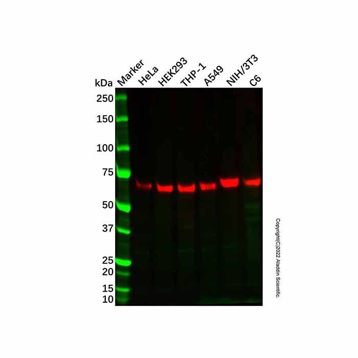 BANP Mouse mAb -    by Aladdin Scientific