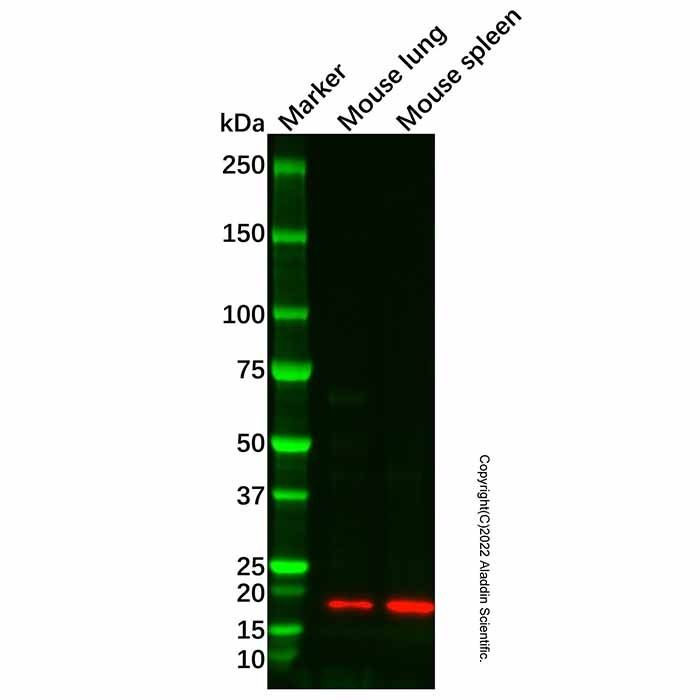 BATF3 Antibody -    by Aladdin Scientific
