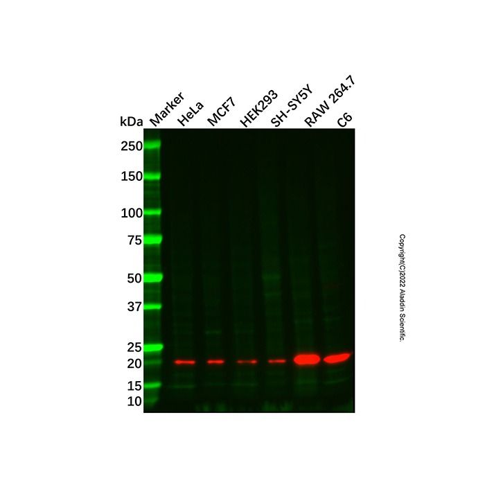 Recombinant Bax Antibody -    by Aladdin Scientific