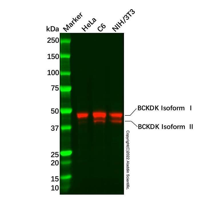 Recombinant BCKDK Antibody -    by Aladdin Scientific