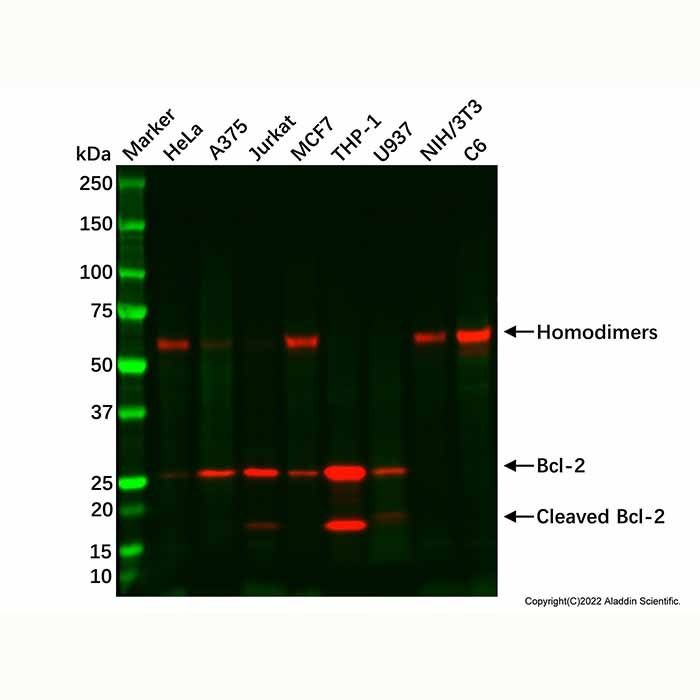 Recombinant Bcl-2 Antibody -    by Aladdin Scientific