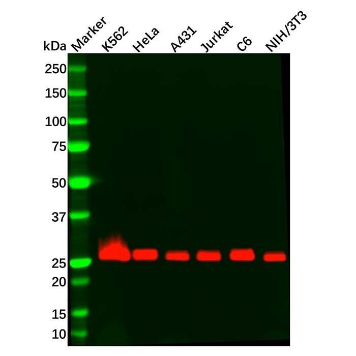 Recombinant Bcl-XL Antibody -    by Aladdin Scientific
