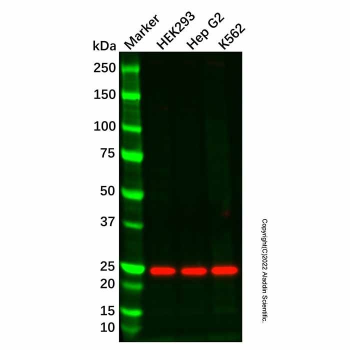 BCMA Antibody -    by Aladdin Scientific