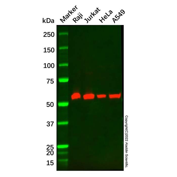 BECN1 Mouse mAb - by Aladdin Scientific
