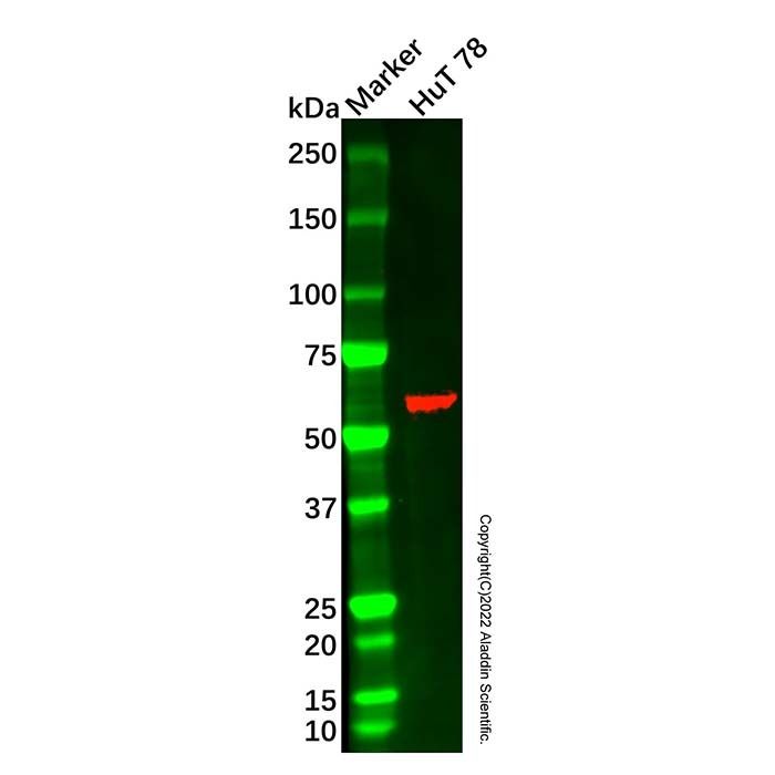 BEGAIN Antibody -    by Aladdin Scientific