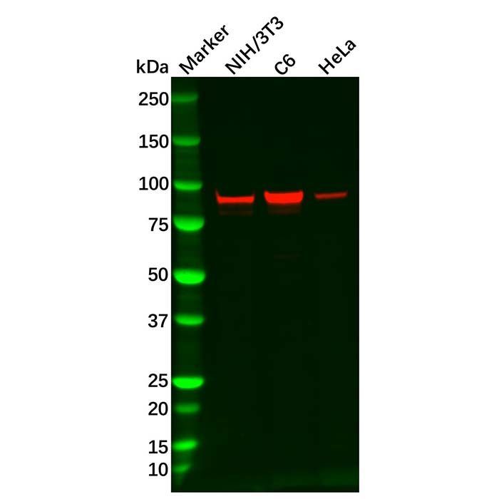 Recombinant beta Catenin Antibody -    by Aladdin Scientific