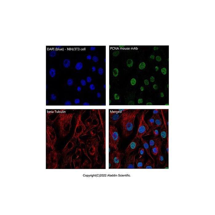 Recombinant beta Tubulin Antibody -    by Aladdin Scientific