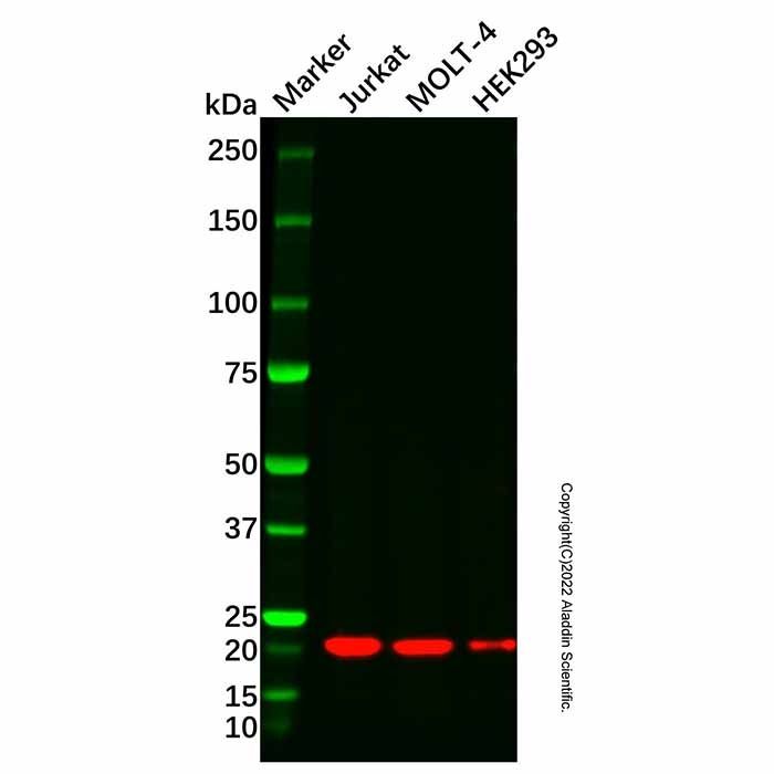 Recombinant Bid Antibody -    by Aladdin Scientific