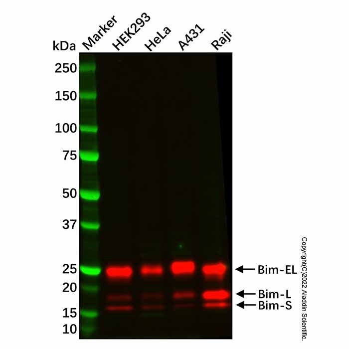 Recombinant Bim Antibody -    by Aladdin Scientific