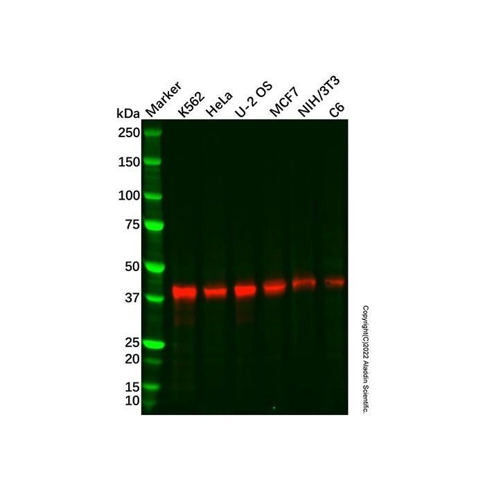 Recombinant Bmi1 Antibody -    by Aladdin Scientific