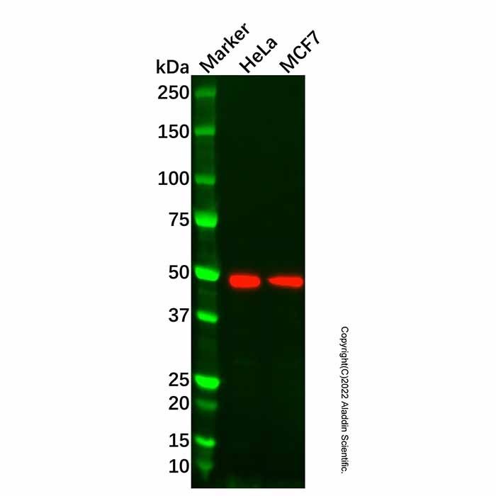 BMP3 Antibody -    by Aladdin Scientific