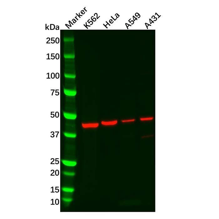 Recombinant BMP4 Antibody -    by Aladdin Scientific