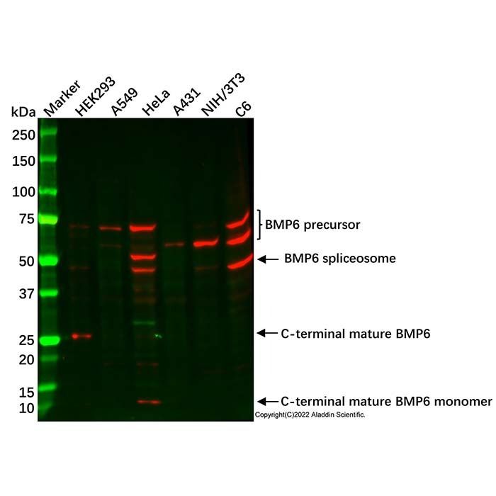 BMP6 Antibody -    by Aladdin Scientific