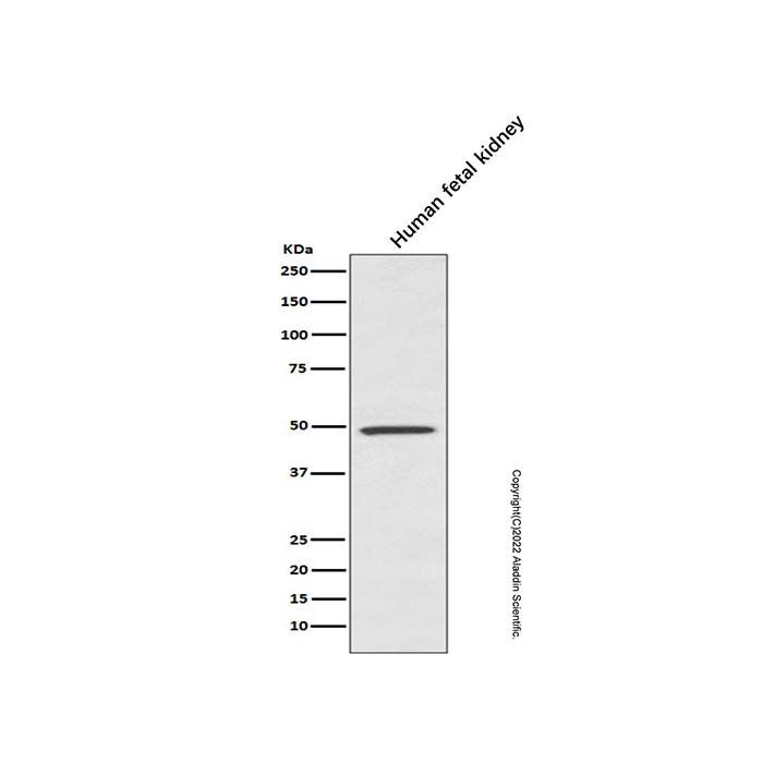 Recombinant BMP7 Antibody -    by Aladdin Scientific