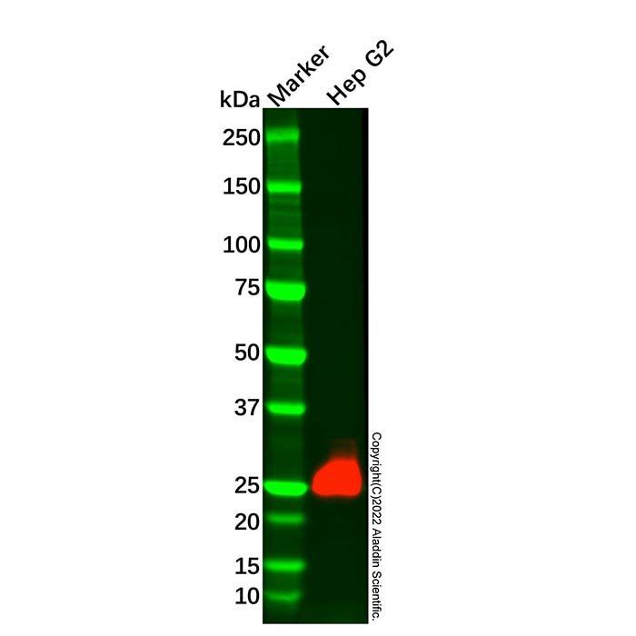 Recombinant BNIP3 Antibody -    by Aladdin Scientific