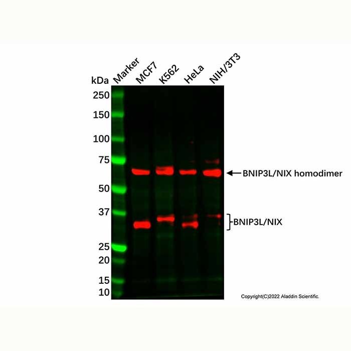 Recombinant BNIP3L/NIX Antibody -    by Aladdin Scientific