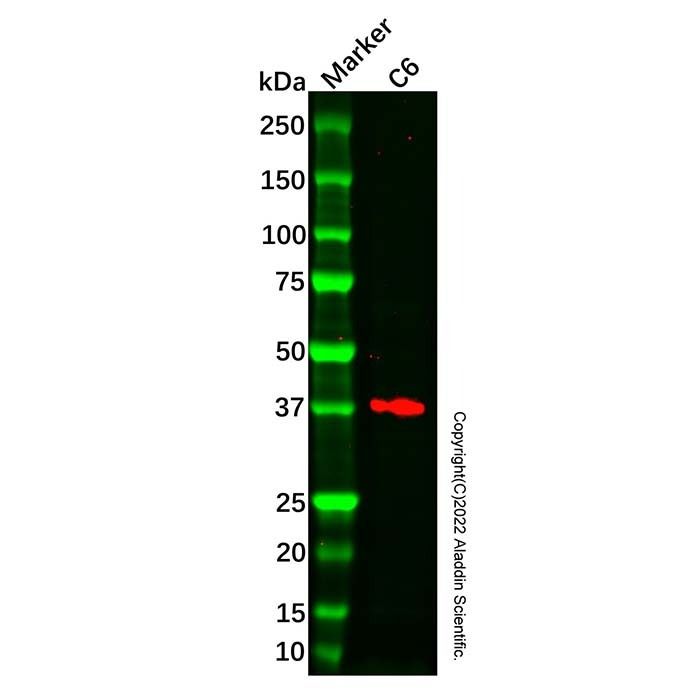 Recombinant Brachyury/Bry mAb -    by Aladdin Scientific