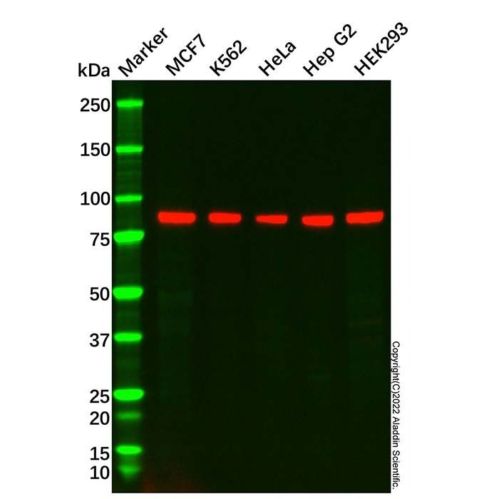 BRAF Mouse mAb - by Aladdin Scientific