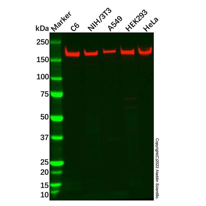 BRCA1 Antibody -    by Aladdin Scientific