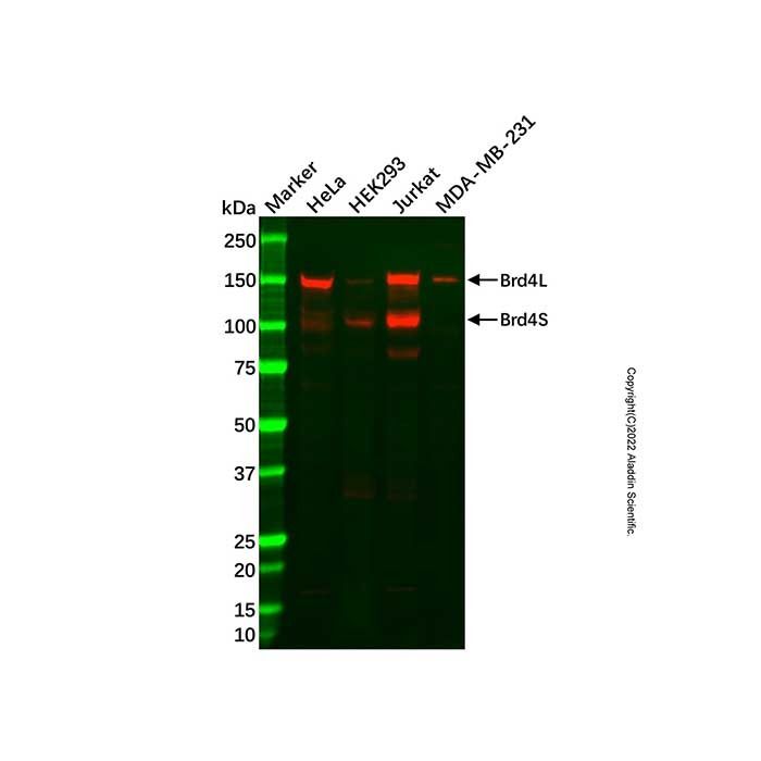 Recombinant Brd4 Antibody -    by Aladdin Scientific