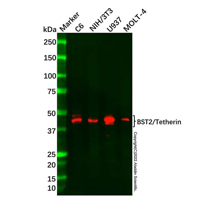 Recombinant BST2/Tetherin Antibody -    by Aladdin Scientific