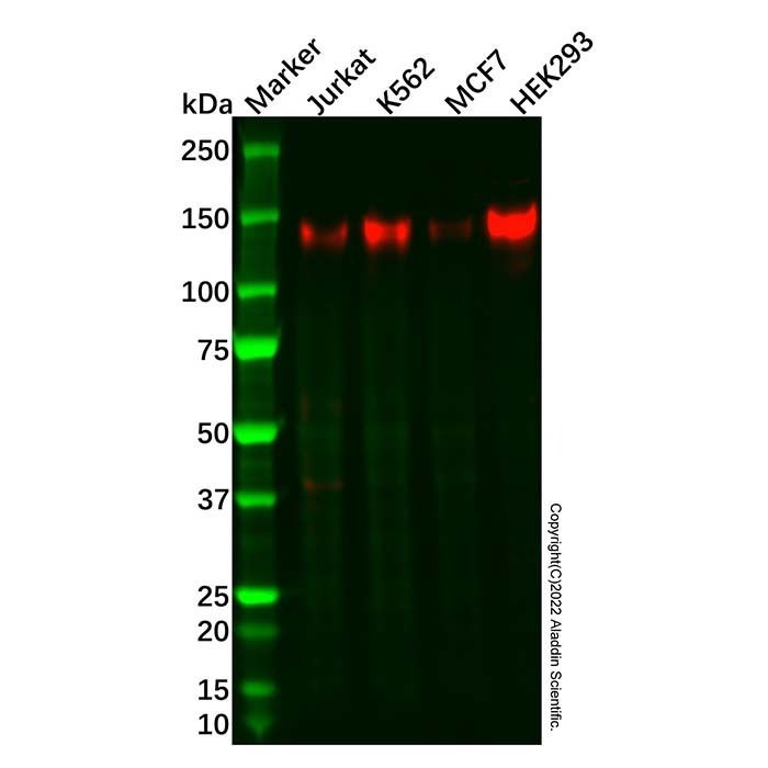 Recombinant BTF Antibody -    by Aladdin Scientific