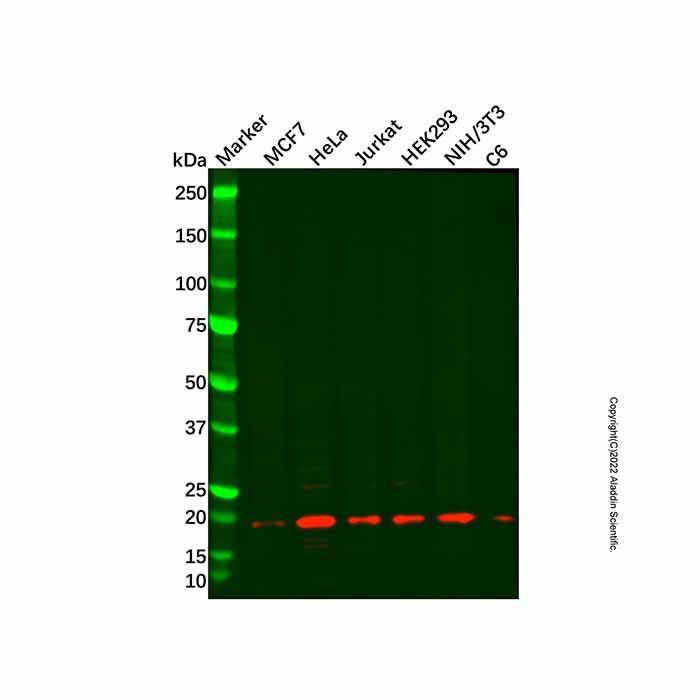 Recombinant BTF3 Antibody -    by Aladdin Scientific