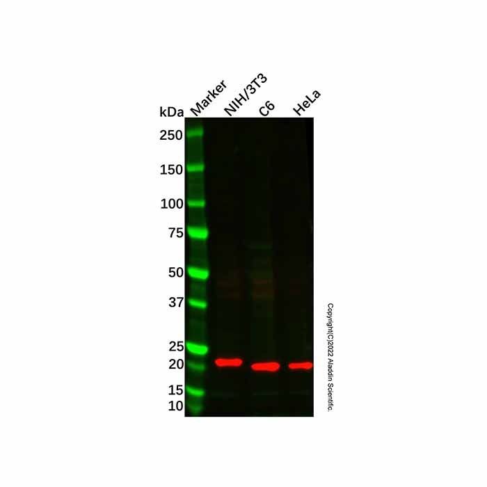 C1QL3/CTRP13 Antibody -    by Aladdin Scientific