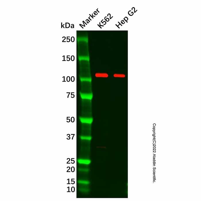 Recombinant C3 Antibody -    by Aladdin Scientific