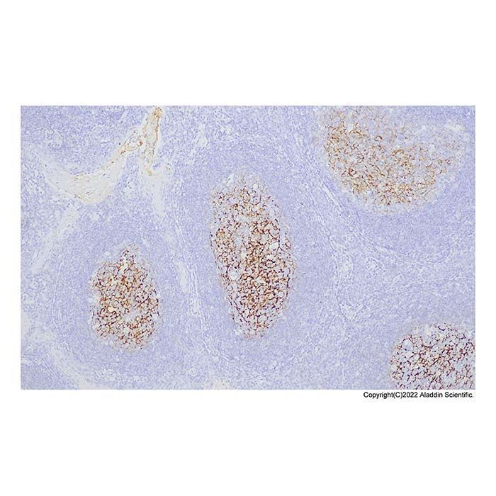 Recombinant C4d Antibody -    by Aladdin Scientific
