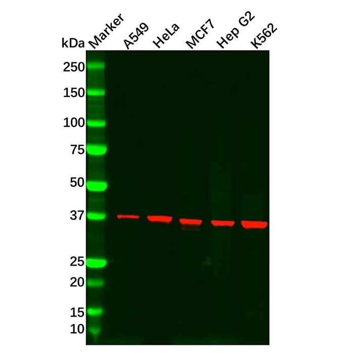 Recombinant CAB39/MO25 Antibody -    by Aladdin Scientific