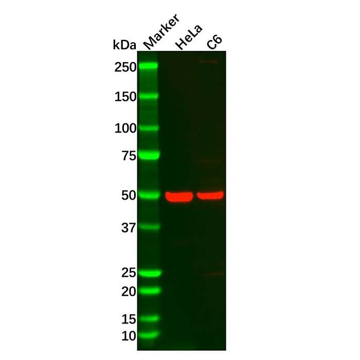 Recombinant CaMKII alpha Antibody -    by Aladdin Scientific