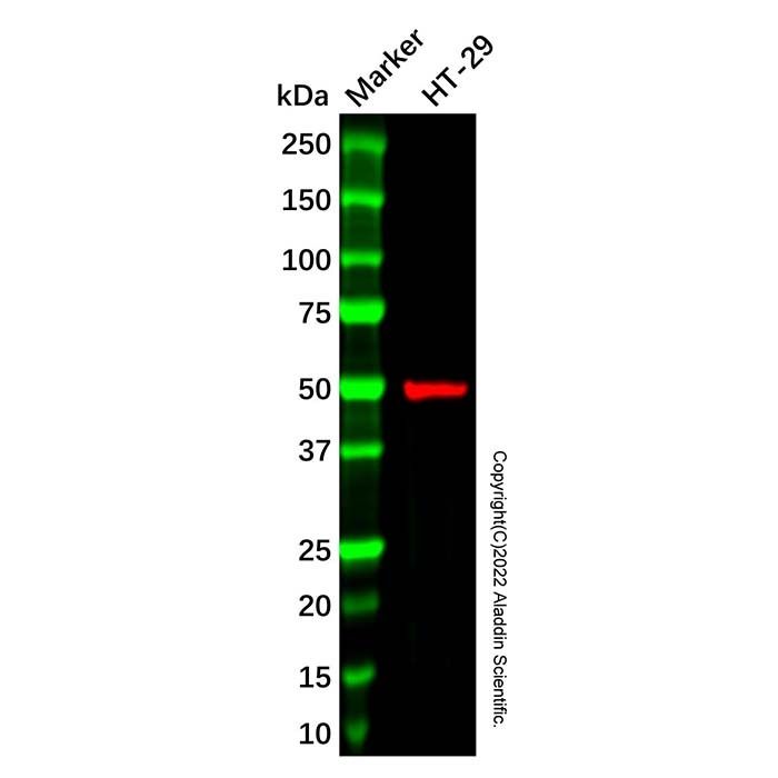 Cannabinoid Receptor I Antibody -    by Aladdin Scientific