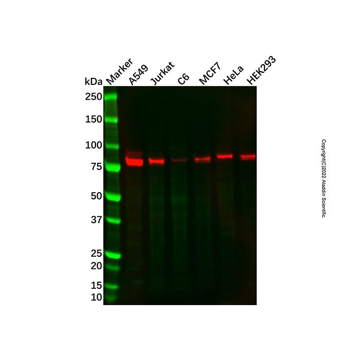 Recombinant CARS Antibody -    by Aladdin Scientific