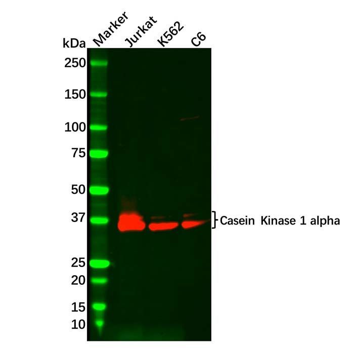 Recombinant Casein Kinase 1 alpha Antibody -    by Aladdin Scientific