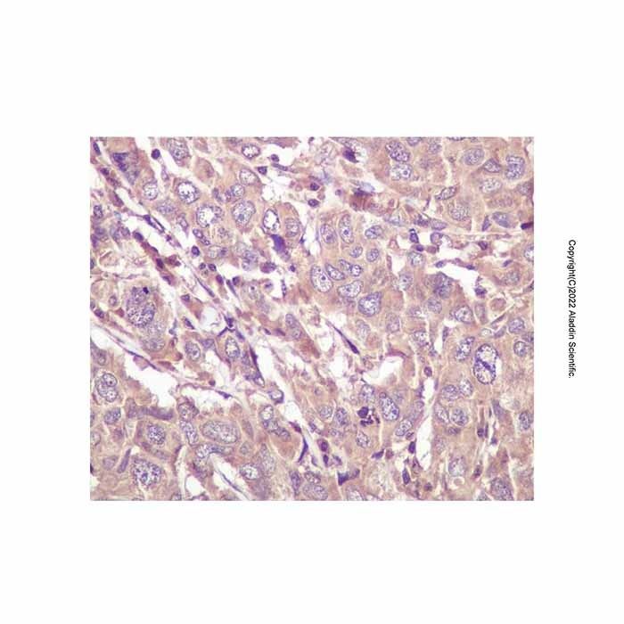 Recombinant Caspase-5 Antibody -    by Aladdin Scientific