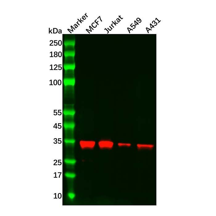 Recombinant Caspase-6/CASP-6 Antibody -    by Aladdin Scientific
