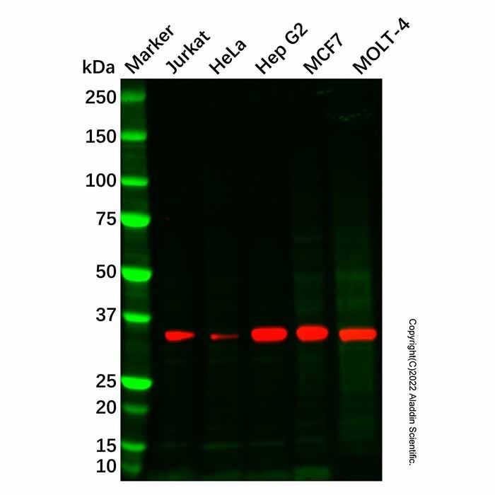 Recombinant Caspase-7 Antibody -    by Aladdin Scientific