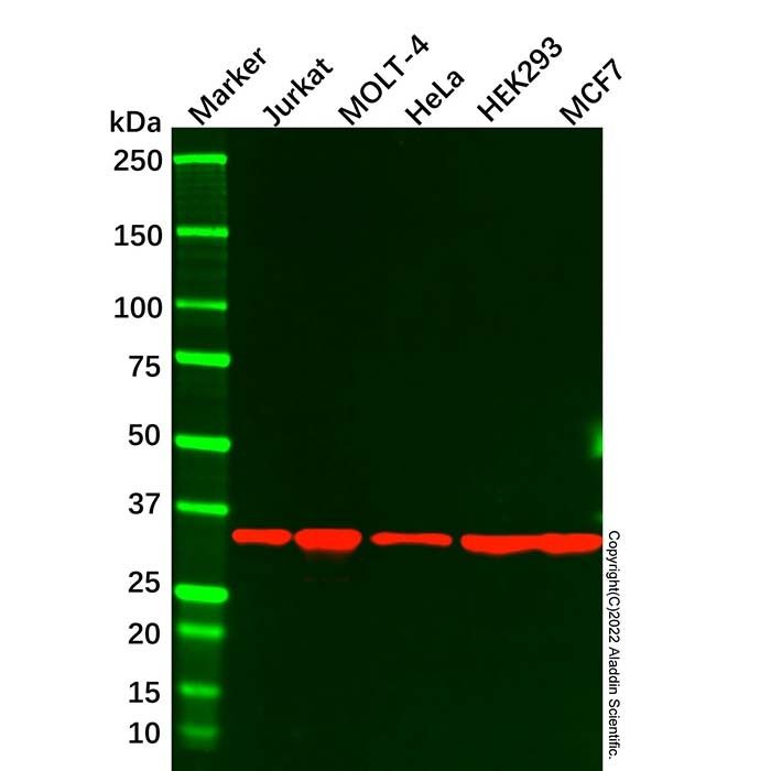 Caspase-7 Mouse mAb -    by Aladdin Scientific