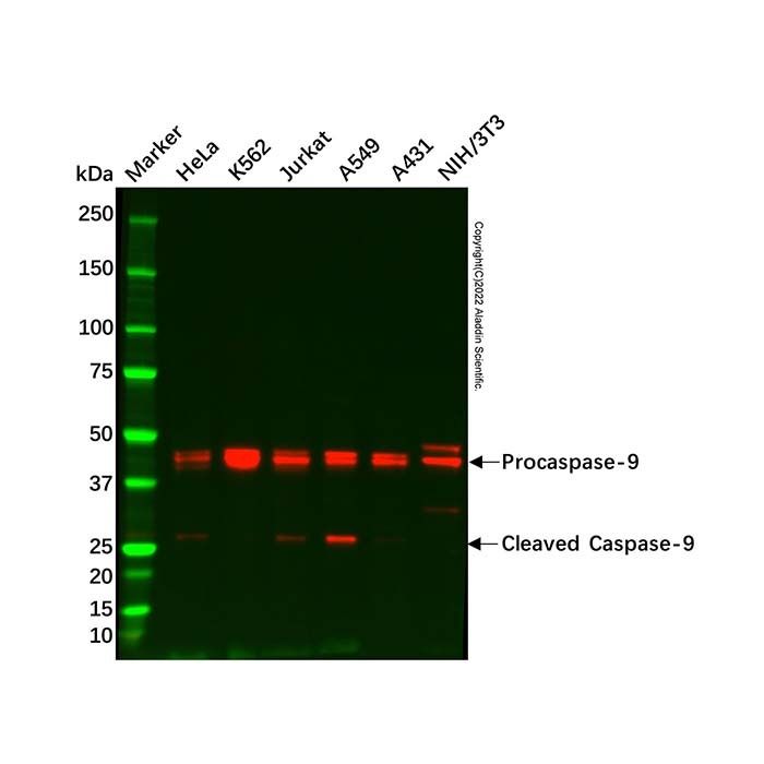 Caspase-9 Mouse mAb - by Aladdin Scientific