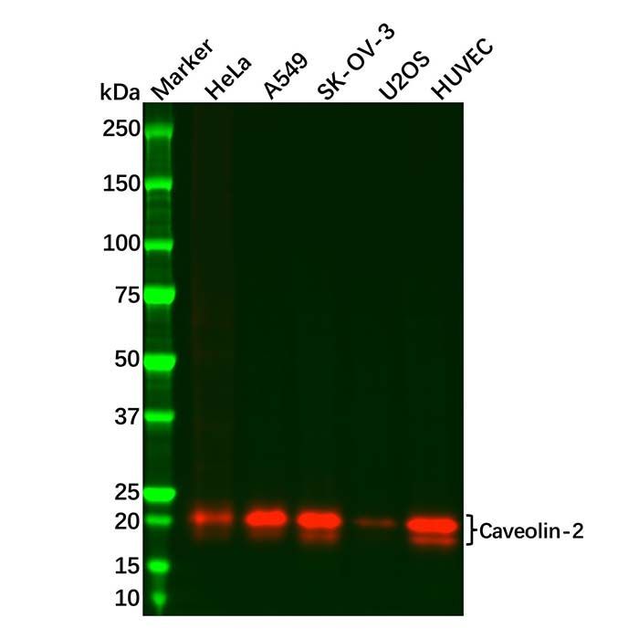Recombinant Caveolin-2 Antibody -    by Aladdin Scientific