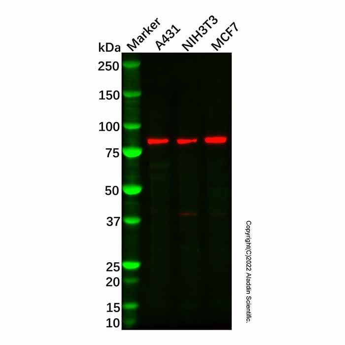 CBP80 Antibody -    by Aladdin Scientific