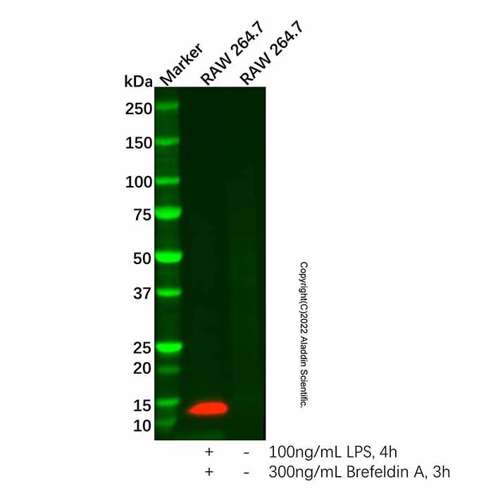 Recombinant CCL4/MIP-1 beta Antibody -    by Aladdin Scientific