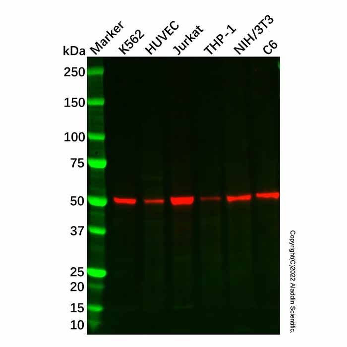 Recombinant CCR3 Antibody - by Aladdin Scientific