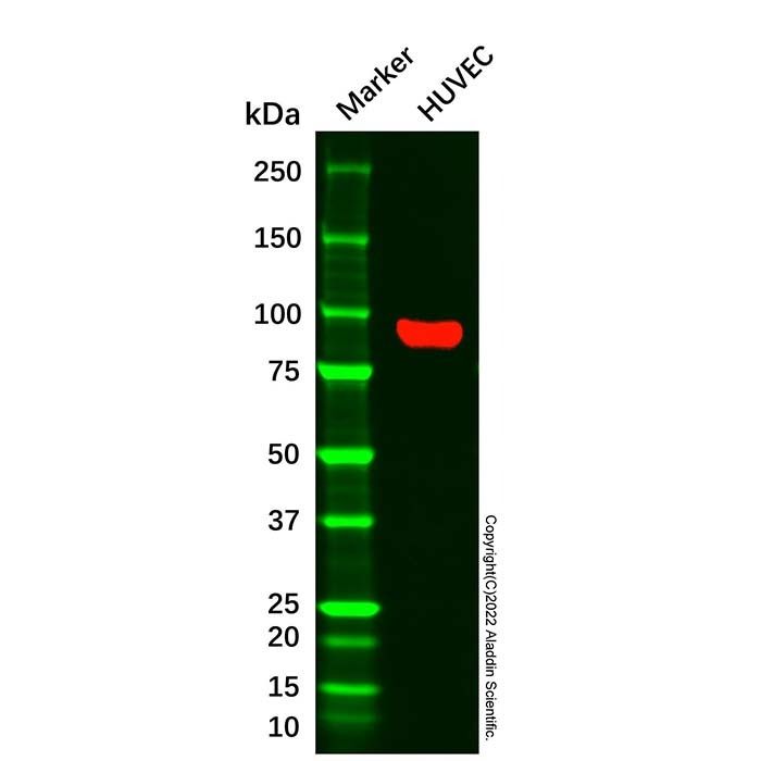 CD105 Mouse mAb -    by Aladdin Scientific