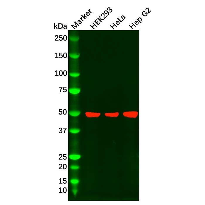 Recombinant CD116 Antibody -    by Aladdin Scientific